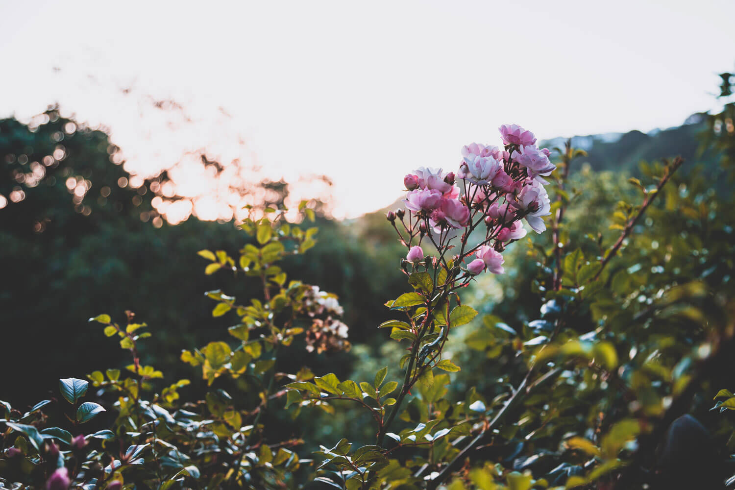 Selective focus image of flowers at sunset